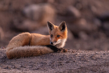 Fototapeta premium Renard roux