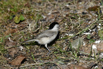 black-crapped chickadee © Justyna