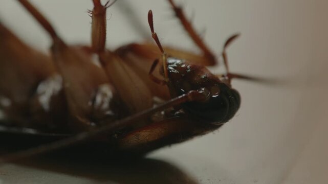 Injured Cockroach in Dying Condition with Cockroach Distress, Cockroach Suffering, Hazard Risk, Pest Infestation, Insecticide and Pest Control Concept
