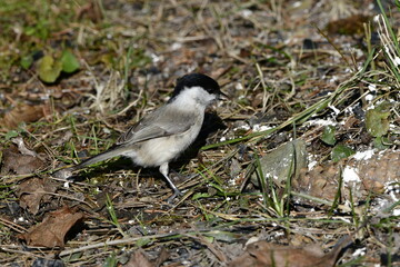 black-crapped chickadee © Justyna