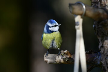 blue tit © Justyna