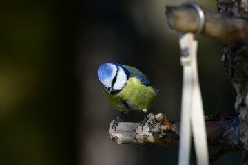 blue tit © Justyna