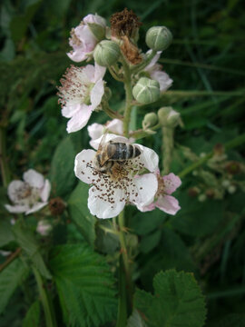 Bee Foraging on Pink Wildflowers