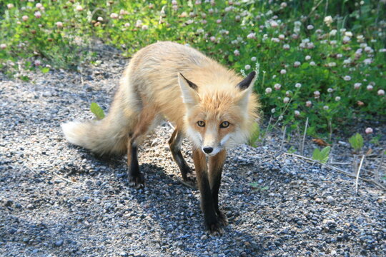 Fuchs - Nordamerika - Kanada