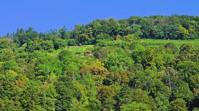 Lush green forest hillside with vineyard rows and a small rustic hut under a clear blue sky, scenic summer countryside landscape with dense trees, greenery and peaceful rural nature view.