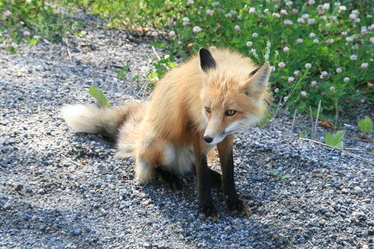Fuchs - Nordamerika - Kanada