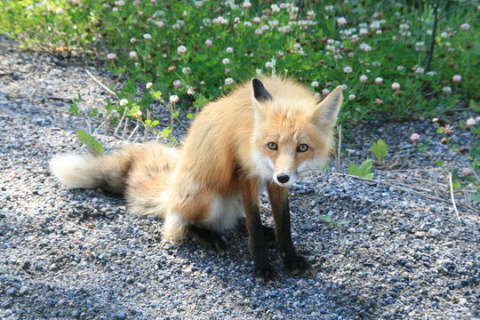 Fuchs - Nordamerika - Kanada