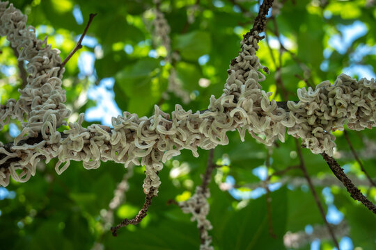 Cotton strings of Coccidae insect Takahashia Japonica on an ornamental tree in Milan, Italy. Insect pest