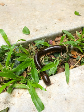 Millipede on the grass