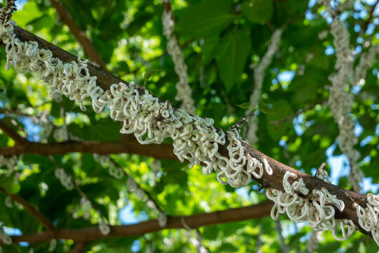 Cotton strings of Coccidae insect Takahashia Japonica on an ornamental tree in Milan, Italy. Insect pest