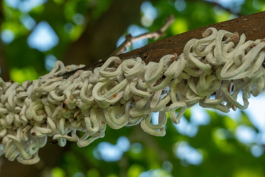 Cotton strings of Coccidae insect Takahashia Japonica on an ornamental tree in Milan, Italy. Insect pest