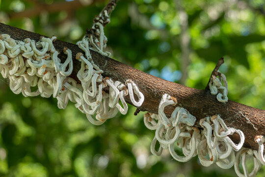 Cotton strings of Coccidae insect Takahashia Japonica on an ornamental tree in Milan, Italy. Insect pest