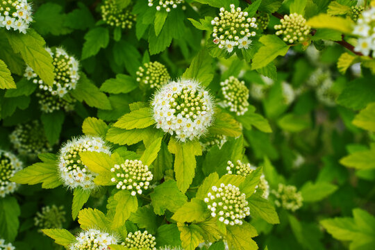 A lot of white flowers. Physocarpus opulifolius