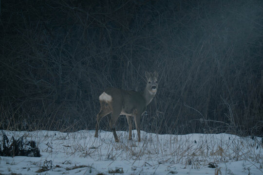 Rehe im Nebel 7