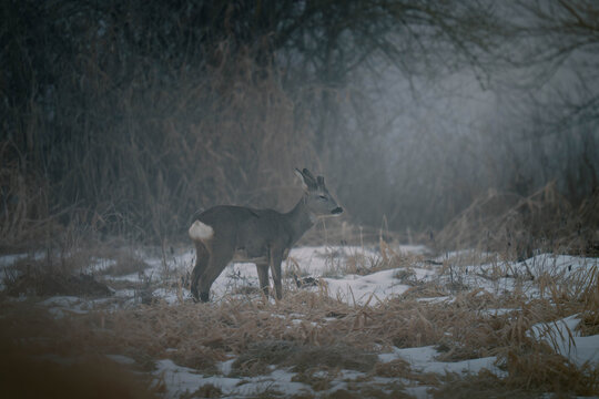 Rehe im Nebel 9