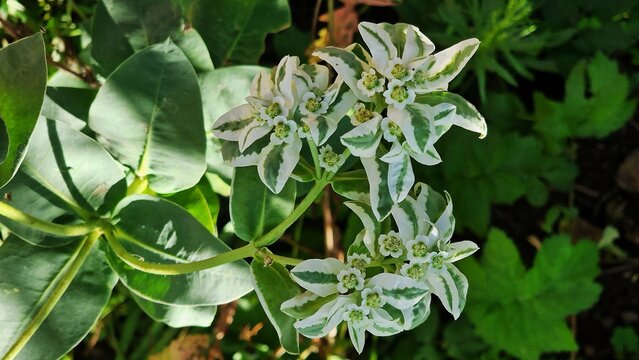 Green and white foliage of Euonymus Fortunei Gracilis plant, in the garden. Common names Fortune's Spindle or wintercreeper.