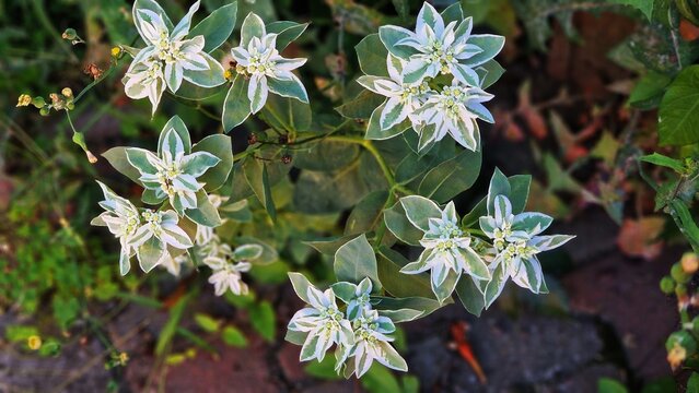 Green and white foliage of Euonymus Fortunei Gracilis plant, in the garden. Common names Fortune's Spindle or wintercreeper.