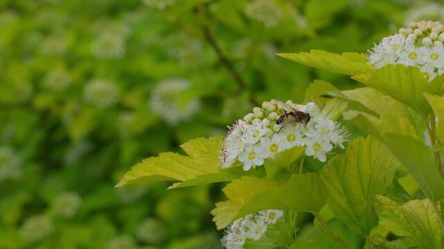 hoverfly on a flower in slow mo 