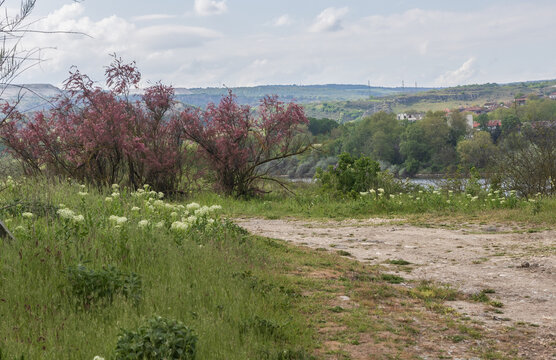 Landscape with blooming tamarisk and herbs in spring near Beloslav (Bulgaria)
