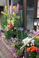 Colorful Spring Flower Garden in Bloom at Residential House Entrance in Japan / 玄関先に咲き誇る色とりどりの春の花壇・住宅街の彩り © Tom_yum_koone