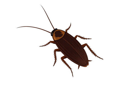 cockroach isolated on white