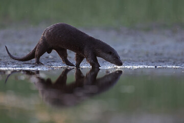 Wydra (Lutra lutra), otter © Bartosz Rakoczy