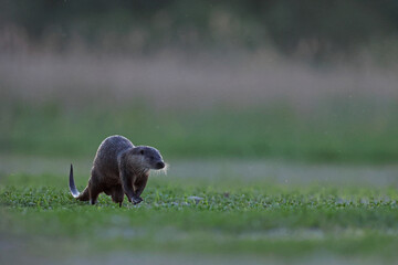 Wydra (Lutra lutra), otter © Bartosz Rakoczy