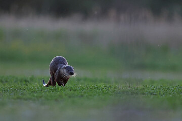 Wydra (Lutra lutra), otter © Bartosz Rakoczy