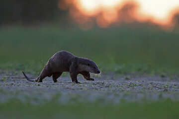 Wydra (Lutra lutra), otter © Bartosz Rakoczy