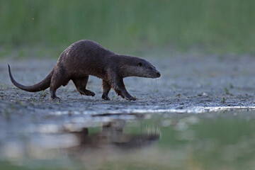 Wydra (Lutra lutra), otter © Bartosz Rakoczy