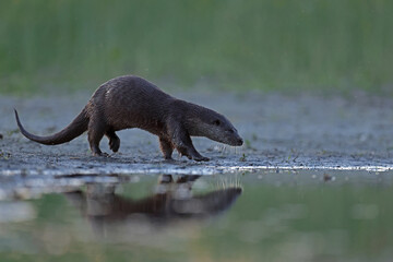 Wydra (Lutra lutra), otter © Bartosz Rakoczy