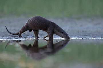Wydra (Lutra lutra), otter © Bartosz Rakoczy