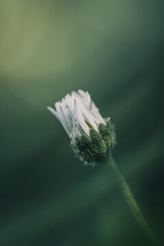 Fleur en macro minimaliste sur fond flou