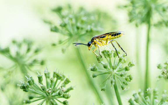 Insecte en macro minimaliste