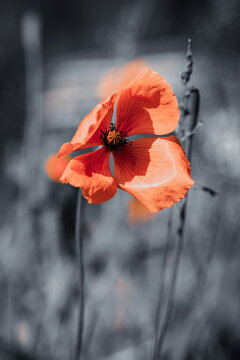 Fleur en macro minimaliste sur fond flou
