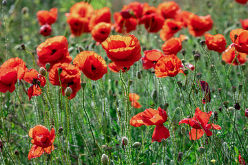 Obraz premium Red poppies on a field in summer 