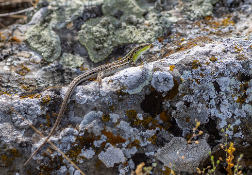A Slender Snakehead Lizard (Ophisops elegans) sitting on a rock
