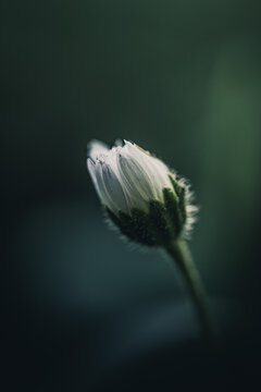 Fleur en macro minimaliste sur fond flou