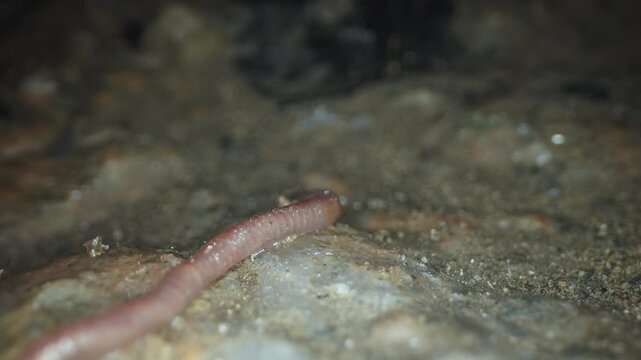 Earthworm Crawling Across Wet Cave Floor