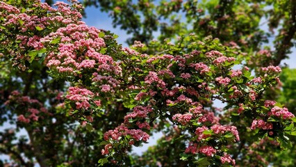 Obraz premium Tree branches with pink flowers of Paul's Scarlet Hawthorn or Crataegus Laevigata.