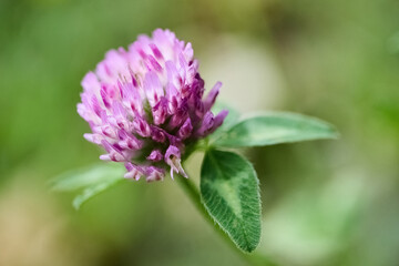 Fototapeta premium Red clover blooming with green leaves in nature