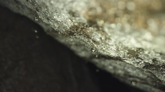 Newly Hatched Cave Spiderlings on Cave Wall