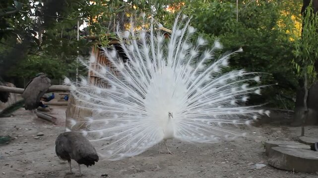 A close-up of a white peacock fluffing its tail