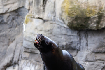 Fototapeta premium Sea lion in profile with open mouth catching a small fish, whiskers visible against rocky cliff background, wildlife action, outdoor aquarium or coast setting.