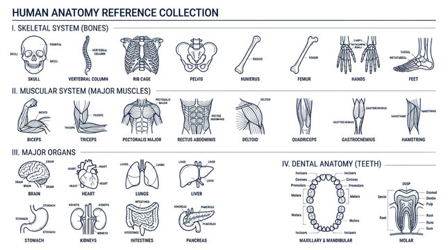 Human Anatomy Reference Collection: Skeleton, Muscles, Organs, Teeth - Medical Illustration
