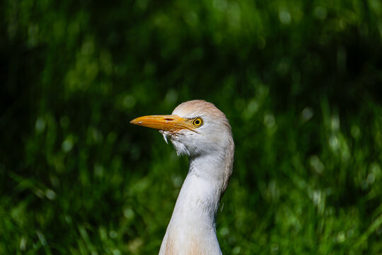 Close-up side profile of a cattle egret bubulcus ibis with yellow beak against lush green blurred grass background, wildlife bird portrait with copy space.