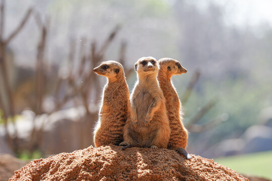 Three meerkats suricata suricatta, standing alert on a sandy mound in warm sunlight with soft bokeh background, wildlife behavior and teamwork concept, copy space.