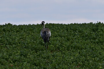 crane © Justyna