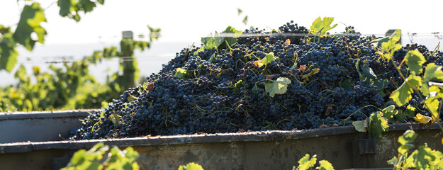 A large storage tank full of grapes for pressing. Traditional old technique of wine making.