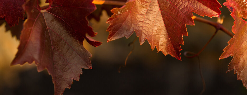 Autumn grapes with red leaves, the vine at sunset is reddish yellow